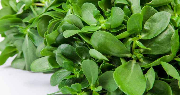 Come cucinare la portulaca: idee, tecniche e ricette facili per usarla in cucina