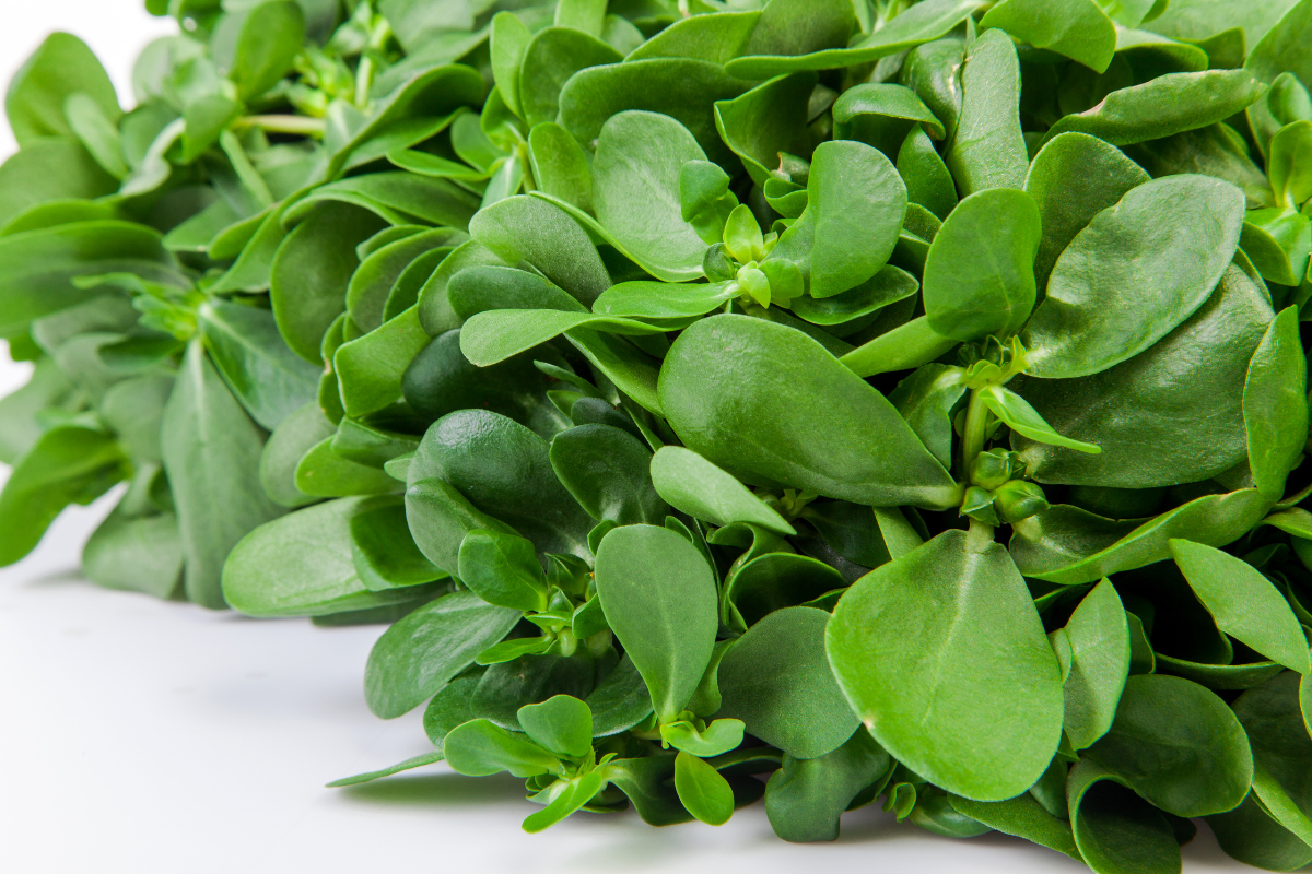 Come cucinare la portulaca: idee, tecniche e ricette facili per usarla in cucina