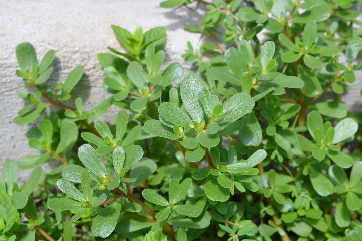Portulaca: cos’è, proprietà, benefici e come usarla in cucina